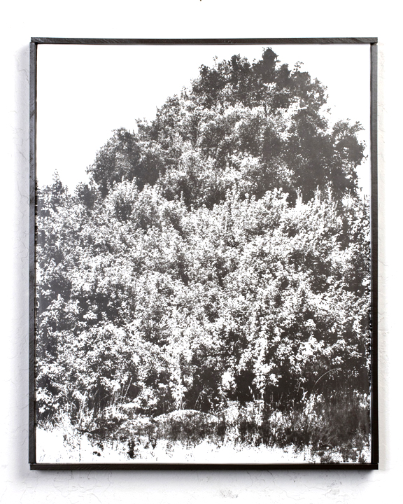 A screenprinted image of a large tree.