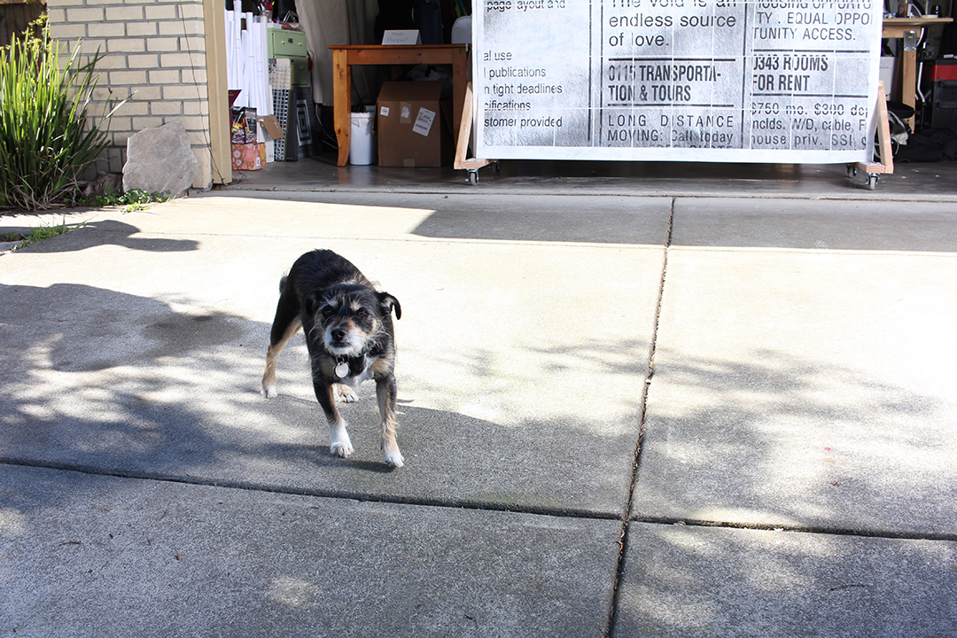 A little grumpy dog stalking the photographer.